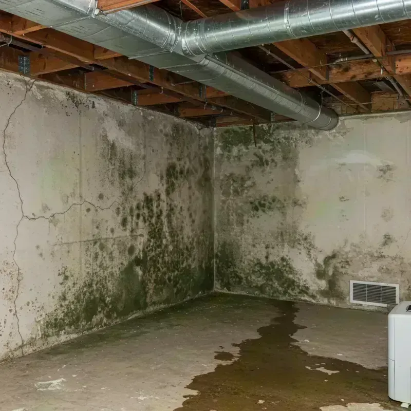 Professional Mold Removal in Superior, CO